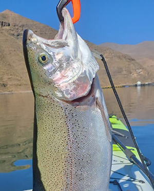 Trout Fishing at Motebong Lodge